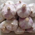 pure fresh normal white garlic